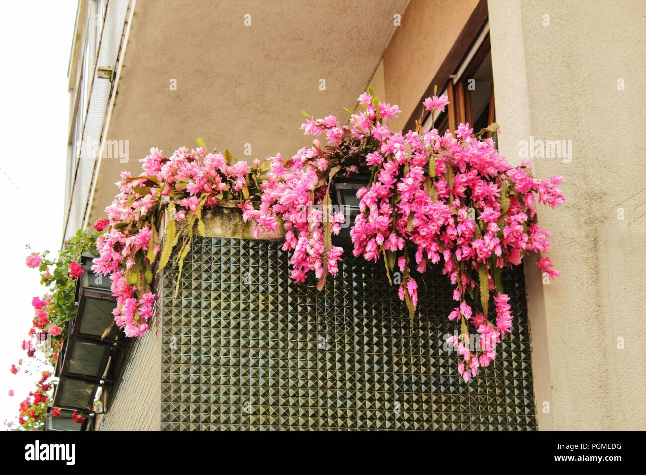 Bunte rosa Kaktus Blumen hngend auf einem Balkon in Portugal  Stockfotografie - Alamy