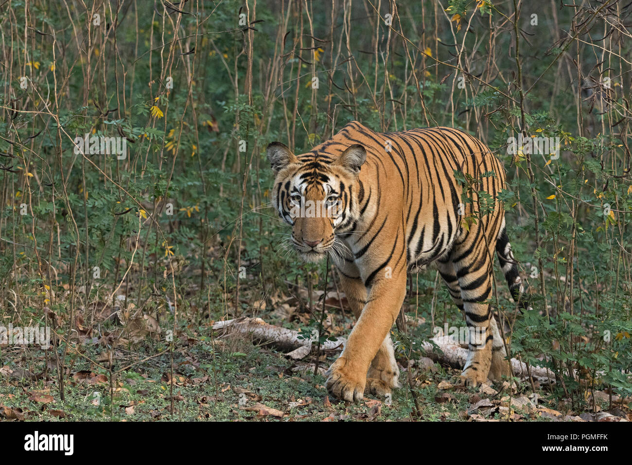 Ein bengalischer Tiger spaziert durch die Wälder des Nagarhole Tiger Reserve in Indien Stockfoto