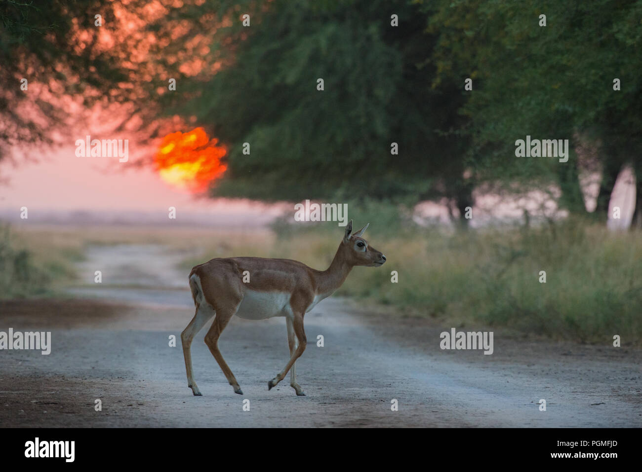 Eine weibliche Blackbuck Spaziergänge bei Sonnenuntergang im Tal Chhapar Wildlife Sanctuary, Rajasthan, Indien Stockfoto