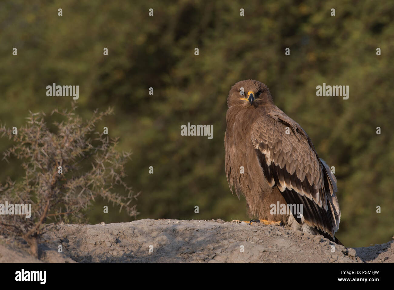 Porträt eines jungen Steppe Adler an einem Wintermorgen im Tal Chhapar Wildlife Sanctuary, Rajasthan, Indien Stockfoto