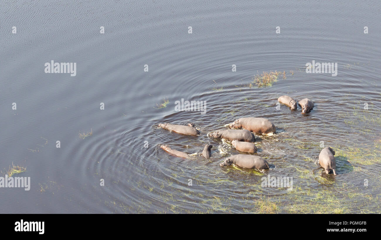 Luftaufnahme von flusspferd (Hippopotamus amphibius) im Wasser, Okavango, Botswana Stockfoto