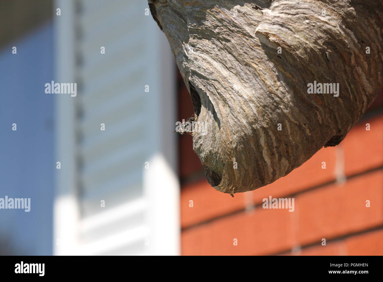 Kahlen konfrontiert Hornet verlassen das Nest durch ein kleines Loch. Stockfoto