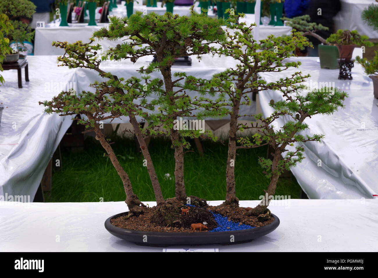 Bonsai tree show Fotos und Bildmaterial in hoher Auflösung Alamy