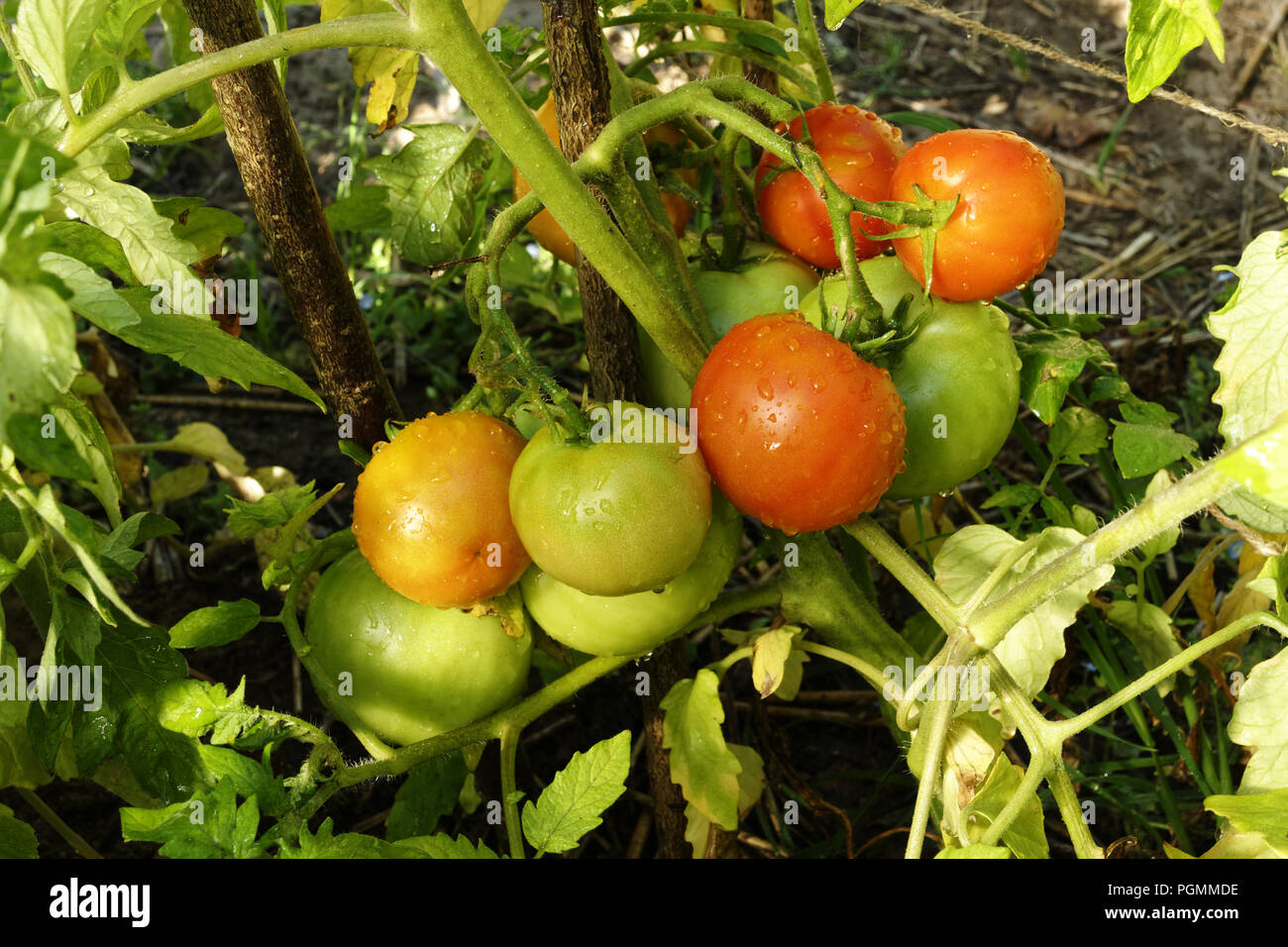 Tomaten Anbau im Gewächshaus im Garten (Suzanne Gemüsegarten, Le Pas, Mayenne, Pays de la Loire, Frankreich). Stockfoto