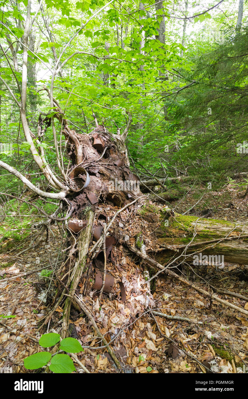 Artefakte in ein entwurzelter Baum am Lager 24 Der Osten Branch & Lincoln Railroad (1893-1948) in den Pemigewasset Wildnis von Lincoln, Neue hampsh Stockfoto