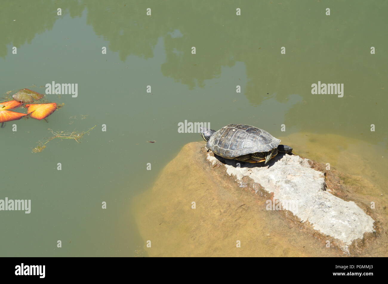 Im Sommer eine kleine Schildkröte schwimmt auf dem Teich Stockfoto