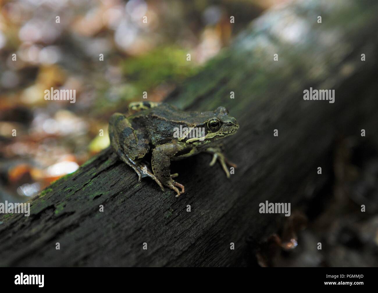 Ein Frosch auf einem Baumstamm Baum im Schatten, Mimikry Stockfoto