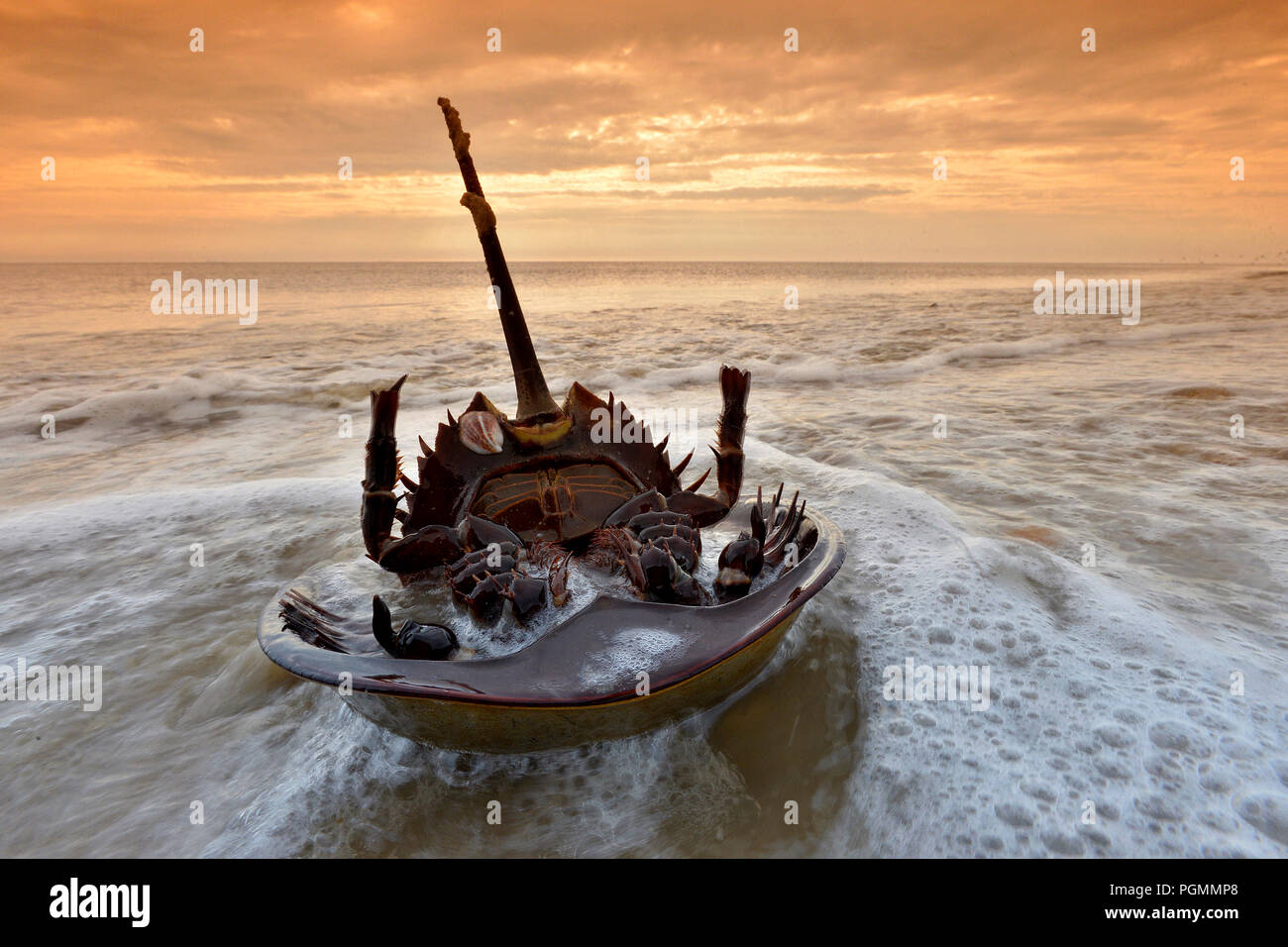 Atlantic Pfeilschwanzkrebse (Limulus polyphemus) mit der Oberseite nach unten verlegen am Beach, Delaware Bay, New Jersey, Vereinigte Staaten von Amerika Stockfoto