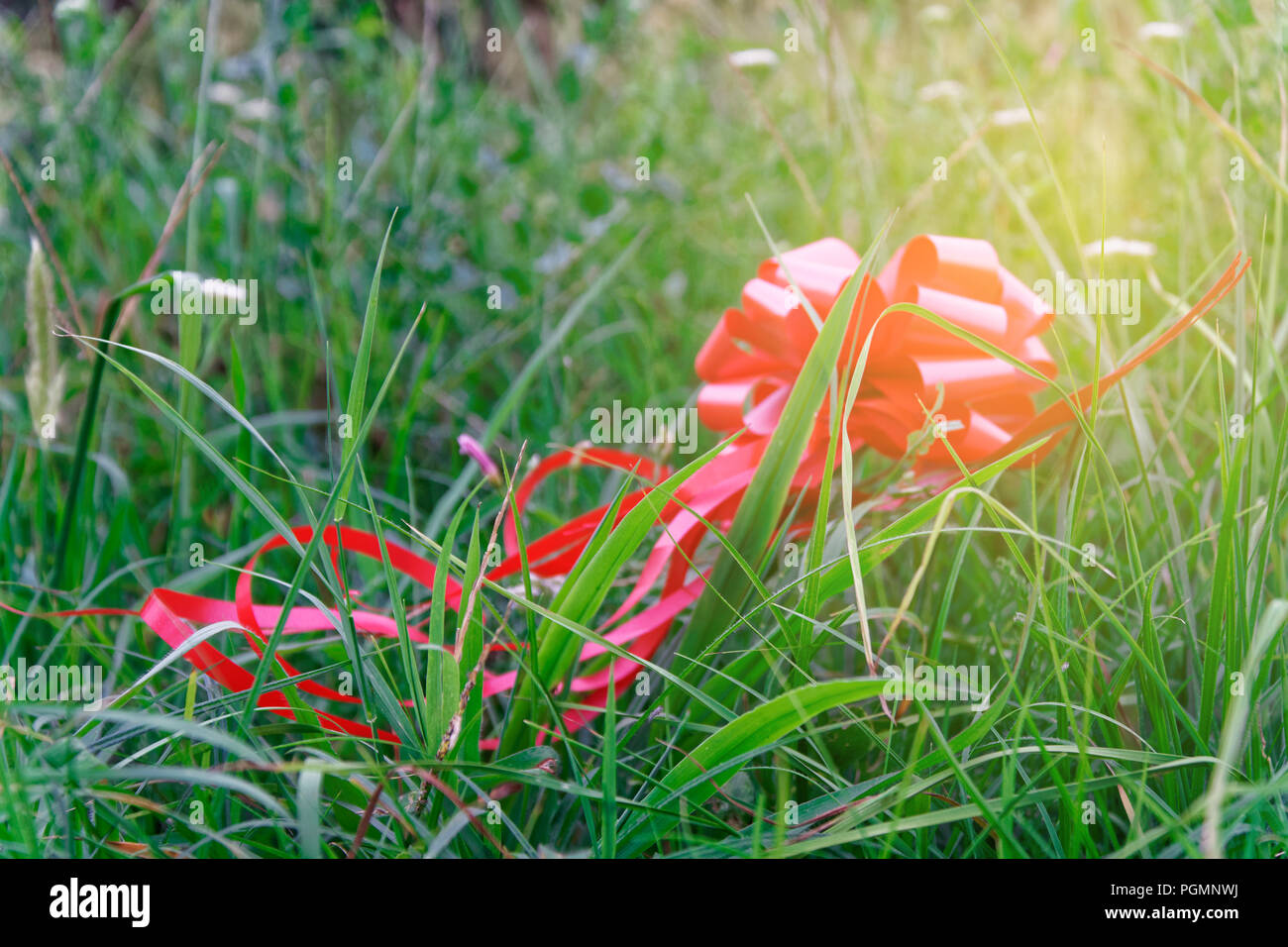 Red Bug im Sonnenstrahl Licht liegt auf Gras, Konzept der Verlorene Hoffnung Stockfoto