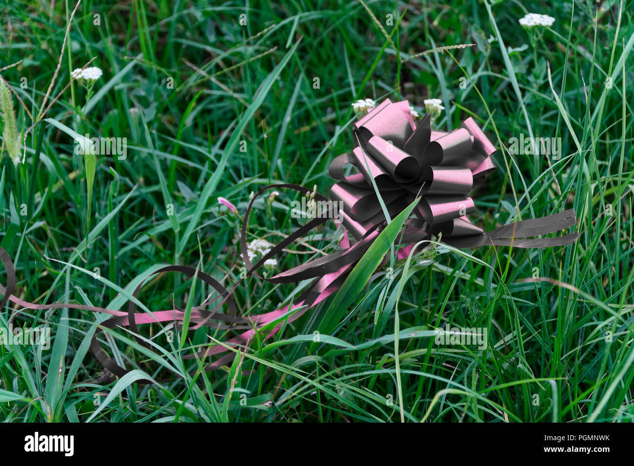 Schwarz glänzend Bug liegt auf Gras, Konzept der Verlorene Hoffnung Stockfoto