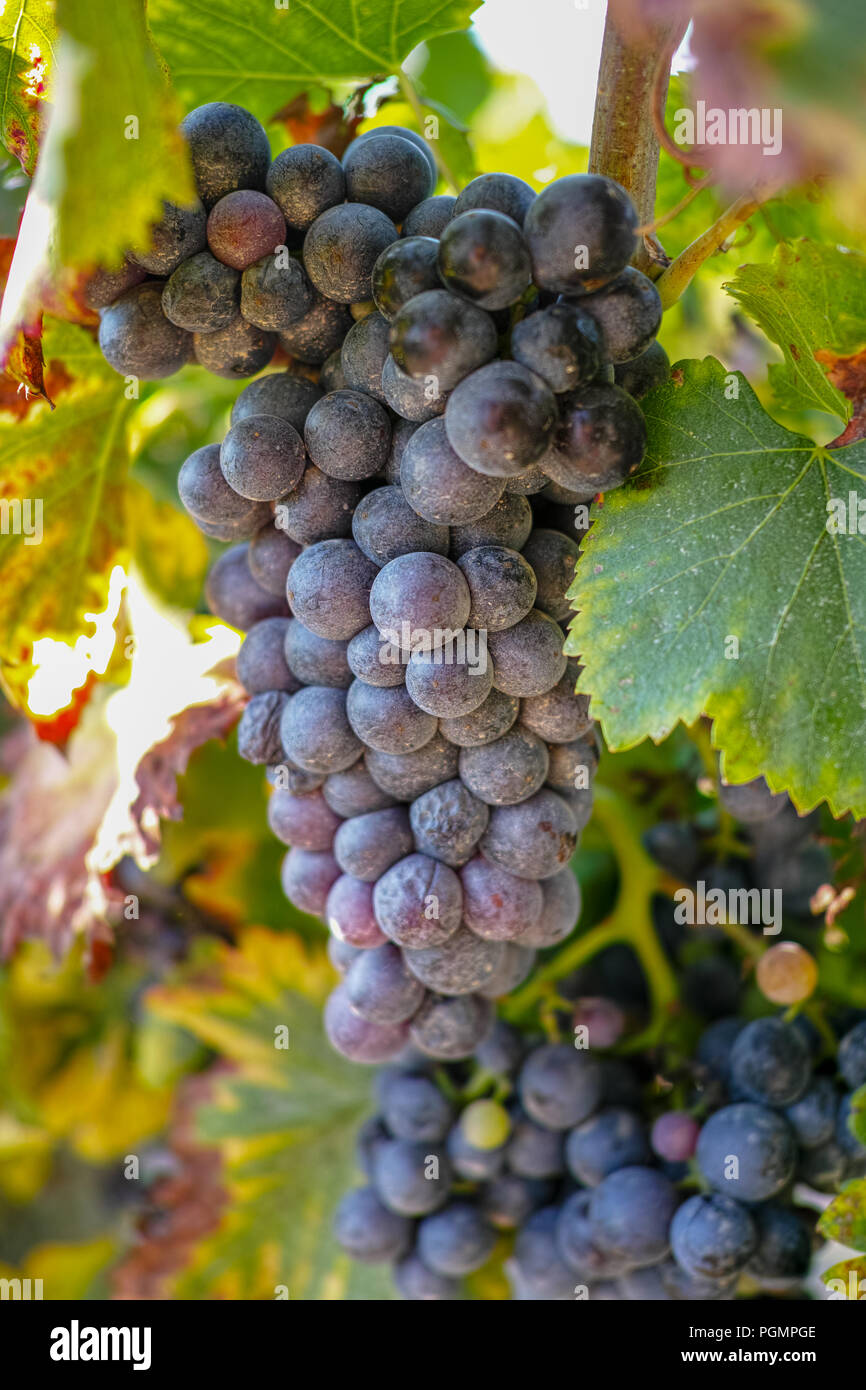 Baum weinpresse Fotos und Bildmaterial in hoher Auflösung Alamy