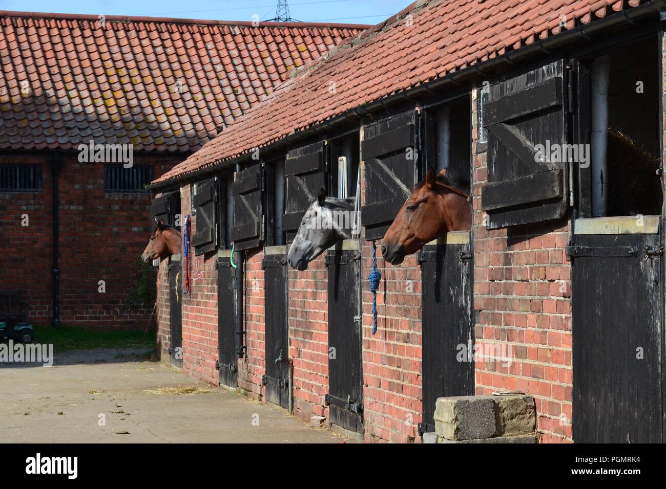 Pferde in ihren Ställen, in einem alten, traditionellen Farm in North Yorkshire, UK. Stockfoto