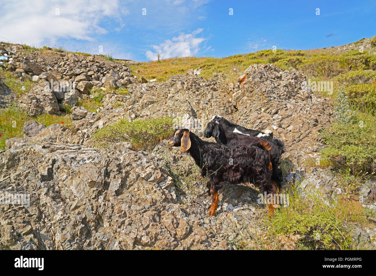 Süße lange eared goat Kinder, die auf das Steinige Weide Stockfoto