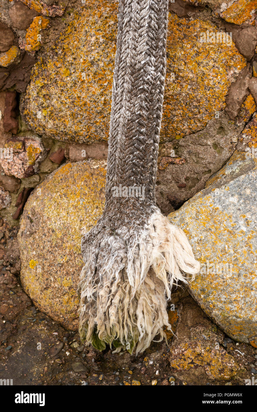 Alte, geflochtene Seil gegen eine Mauer aus Stein ausgefranst Stockfoto