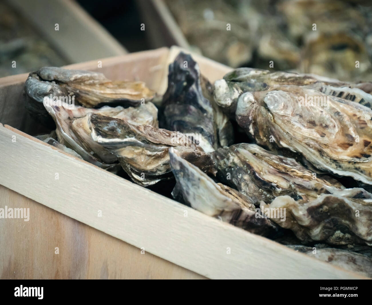 Austern zum Verkauf an der Seafood Market Stockfoto