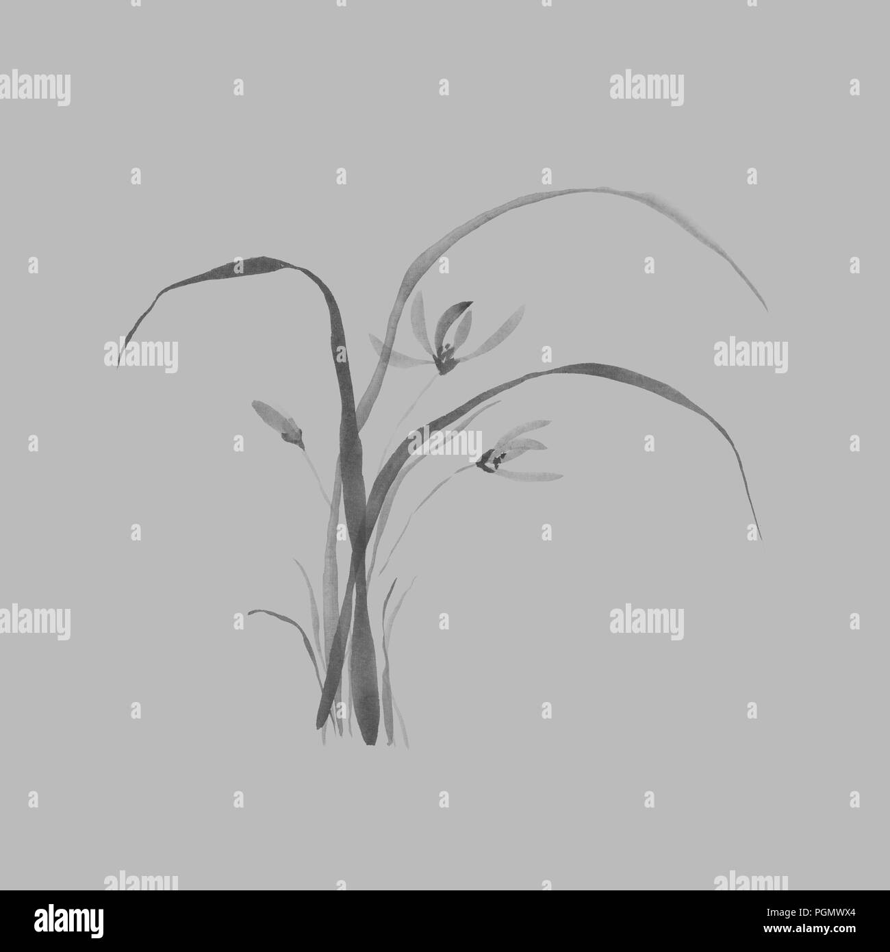 Florale japanische Zen Tuschemalerei artwork Design Blumen von wilden Orchideen mit Blättern Abbildung: schwarz auf hellgrauem Hintergrund Stockfoto