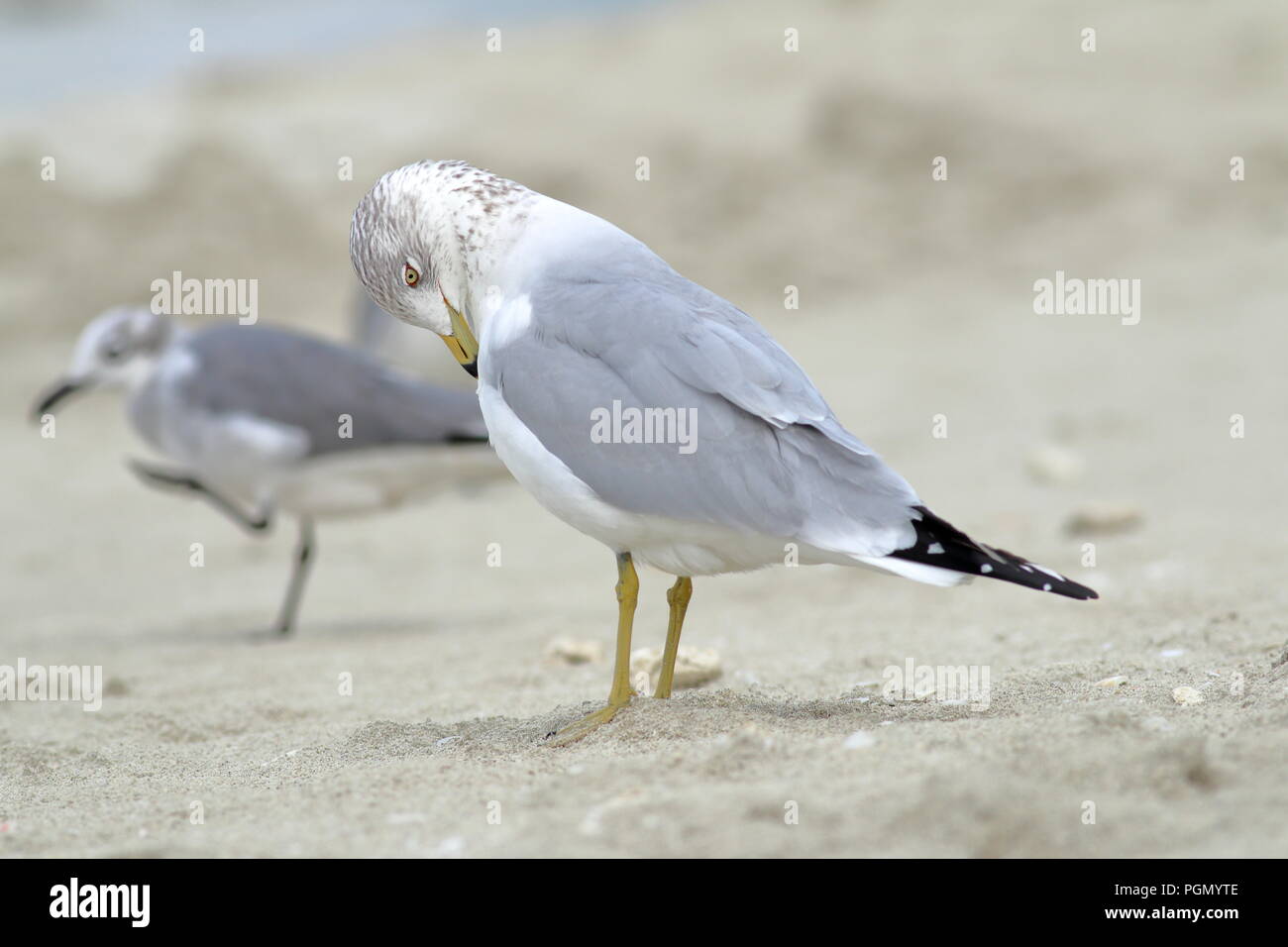 Ring-billed gull Überwinterung am Strand in Varadero, Kuba Stockfoto