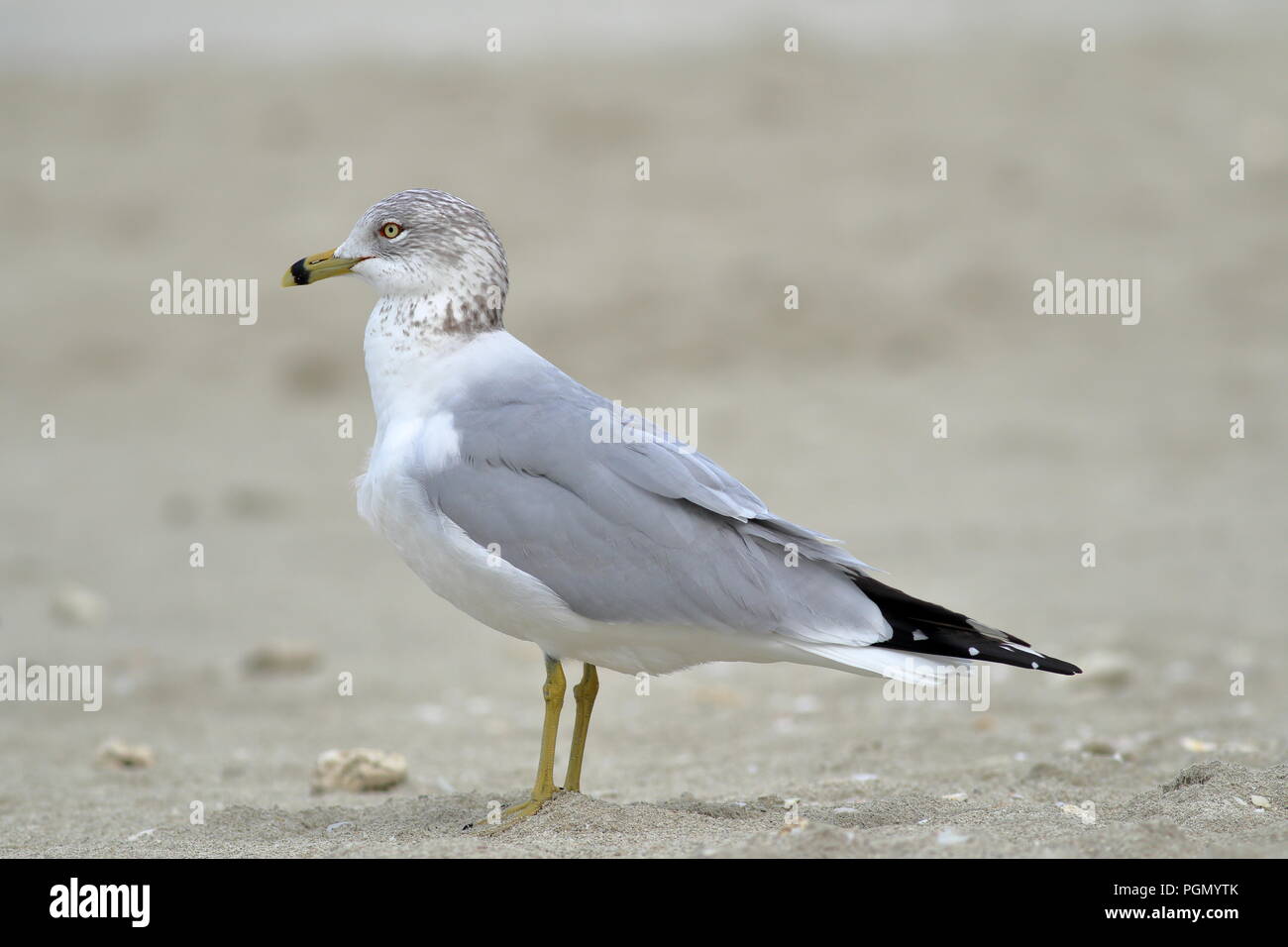 Ring-billed gull Überwinterung am Strand in Varadero, Kuba Stockfoto