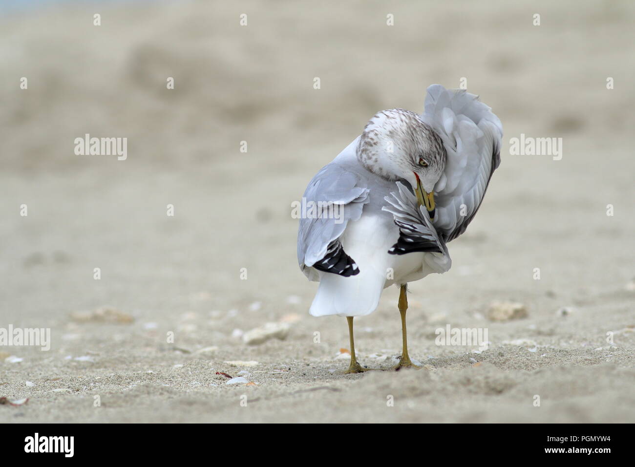 Ring-billed gull Überwinterung am Strand in Varadero, Kuba Stockfoto