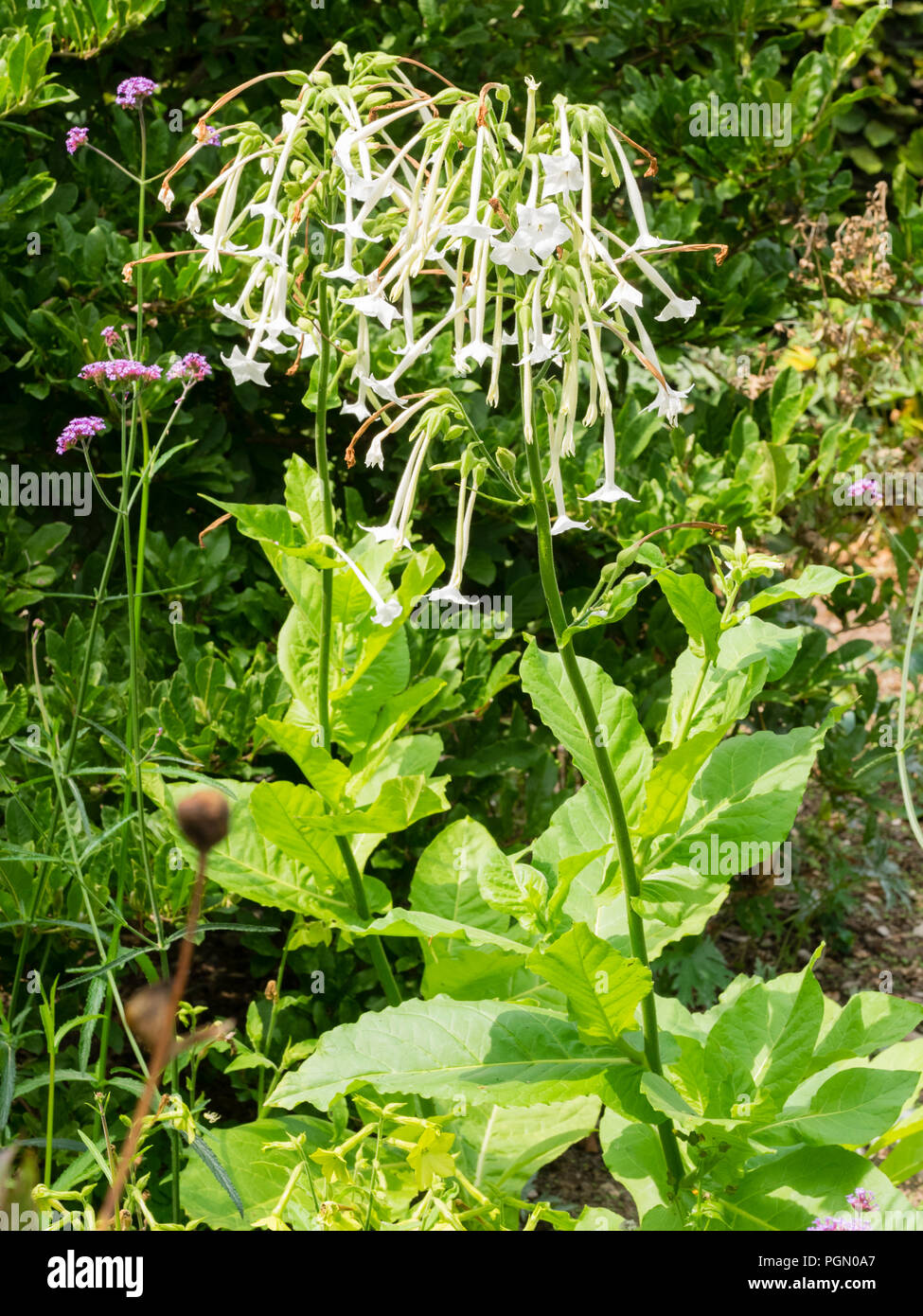 Duftenden, röhrenförmigen, weißen Blüten der Ausschreibung biennale Tabakpflanze Nicotiana sylvestris, Stockfoto