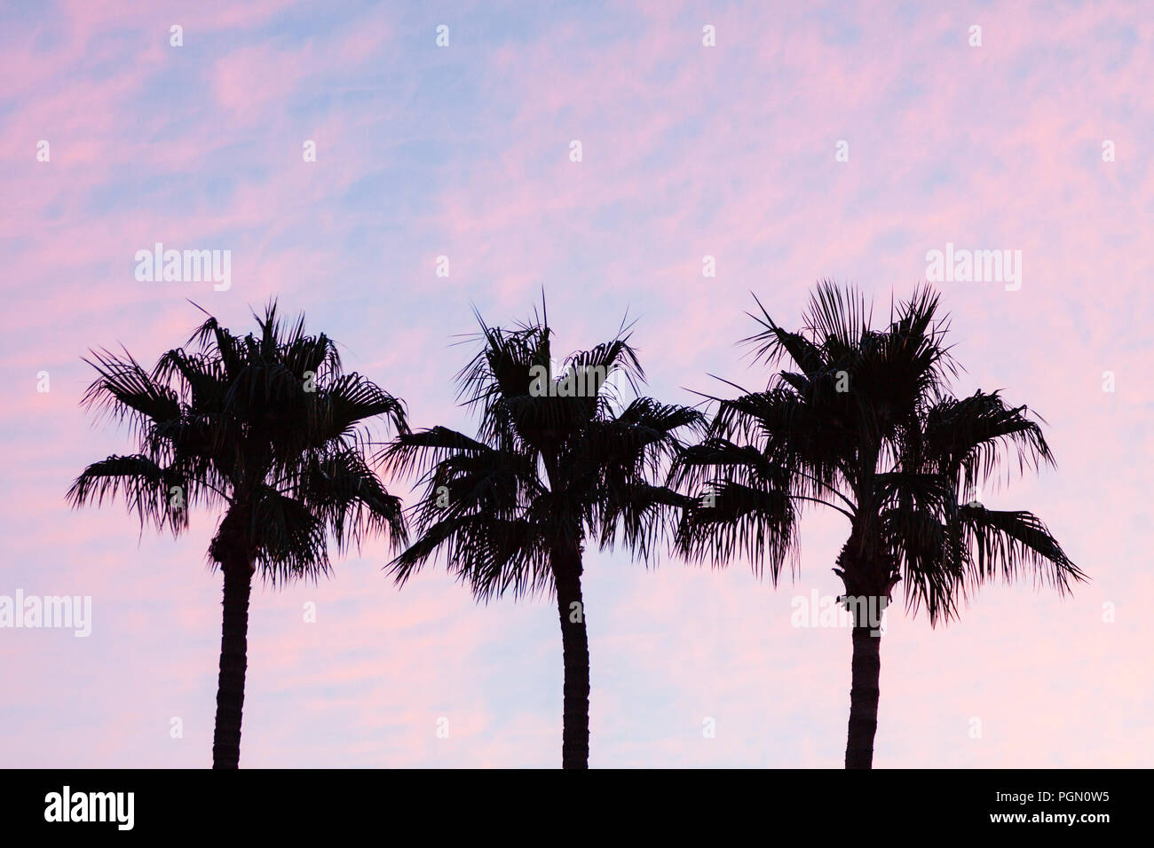 Palm Tree Silhouette während der farbenfrohen Pastelltönen Sonnenuntergang Stockfoto