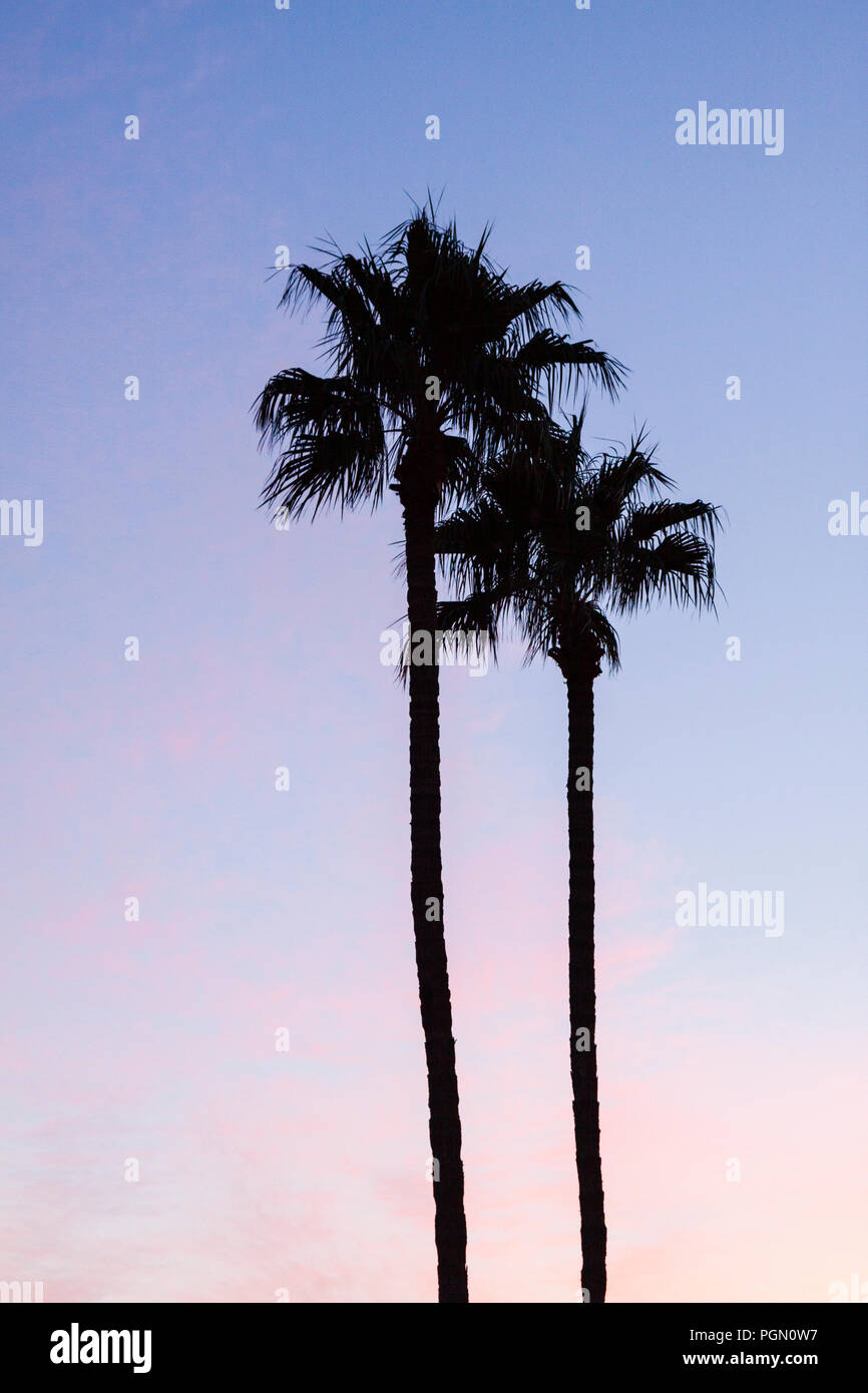 Palm Tree Silhouette während der farbenfrohen Pastelltönen Sonnenuntergang Stockfoto
