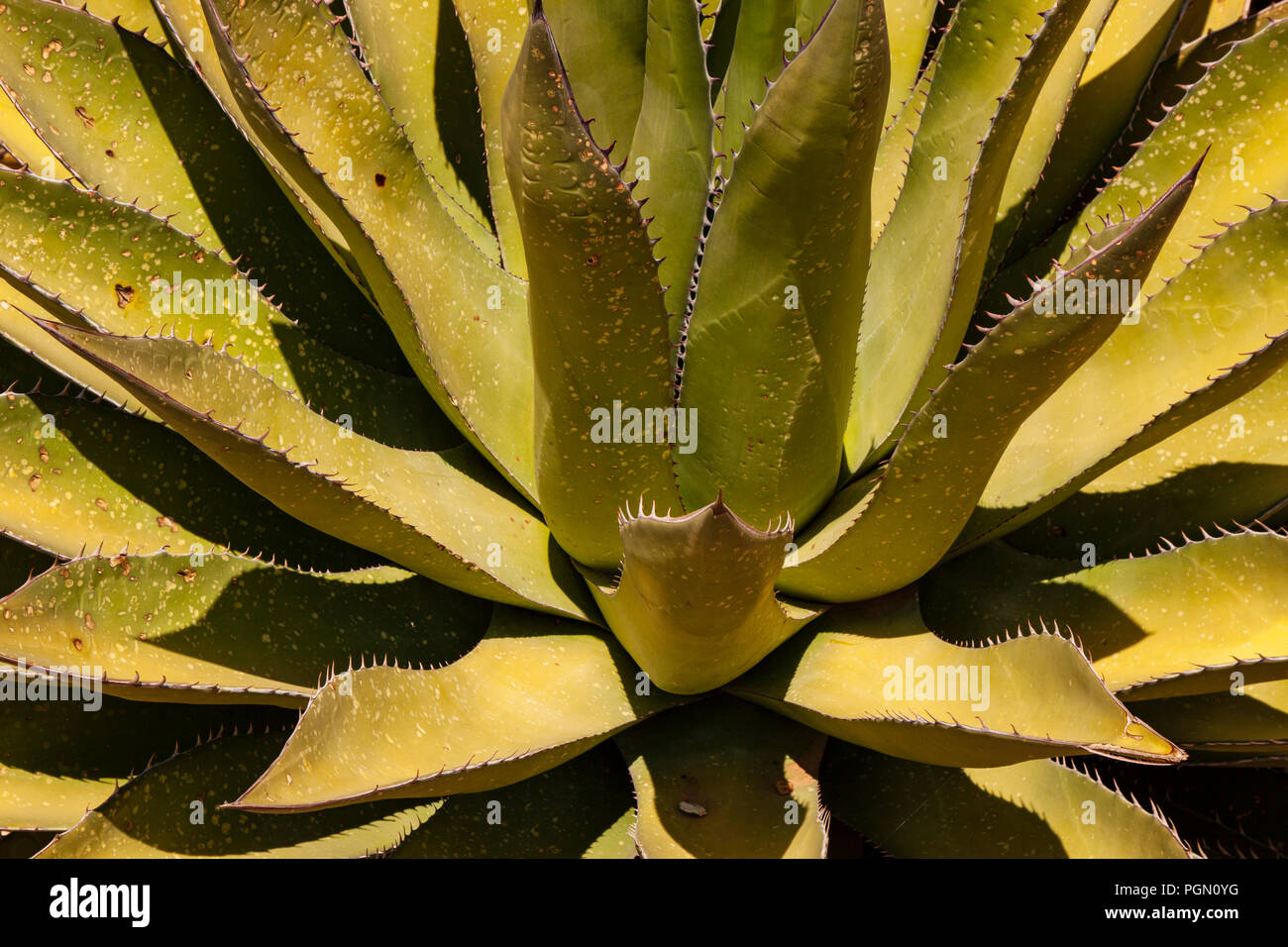 Aloe Pflanze in der Wüste von Arizona Stockfoto
