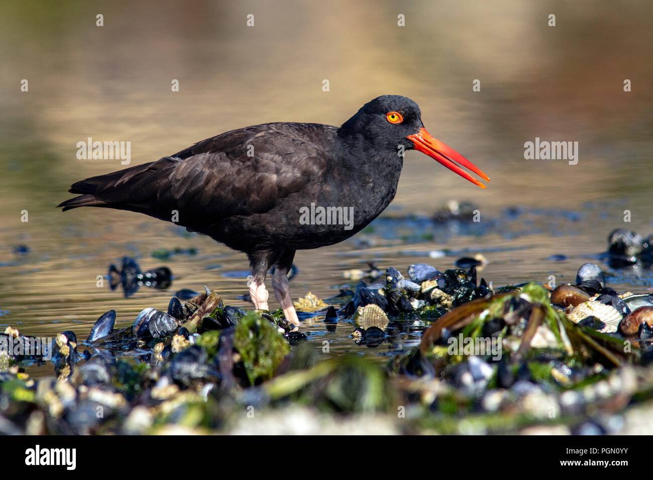 Schwarzer Austernfischer (Haematopus bachmani) - esquimalt Lagune, Victoria, Vancouver Island, British Columbia, Kanada Stockfoto