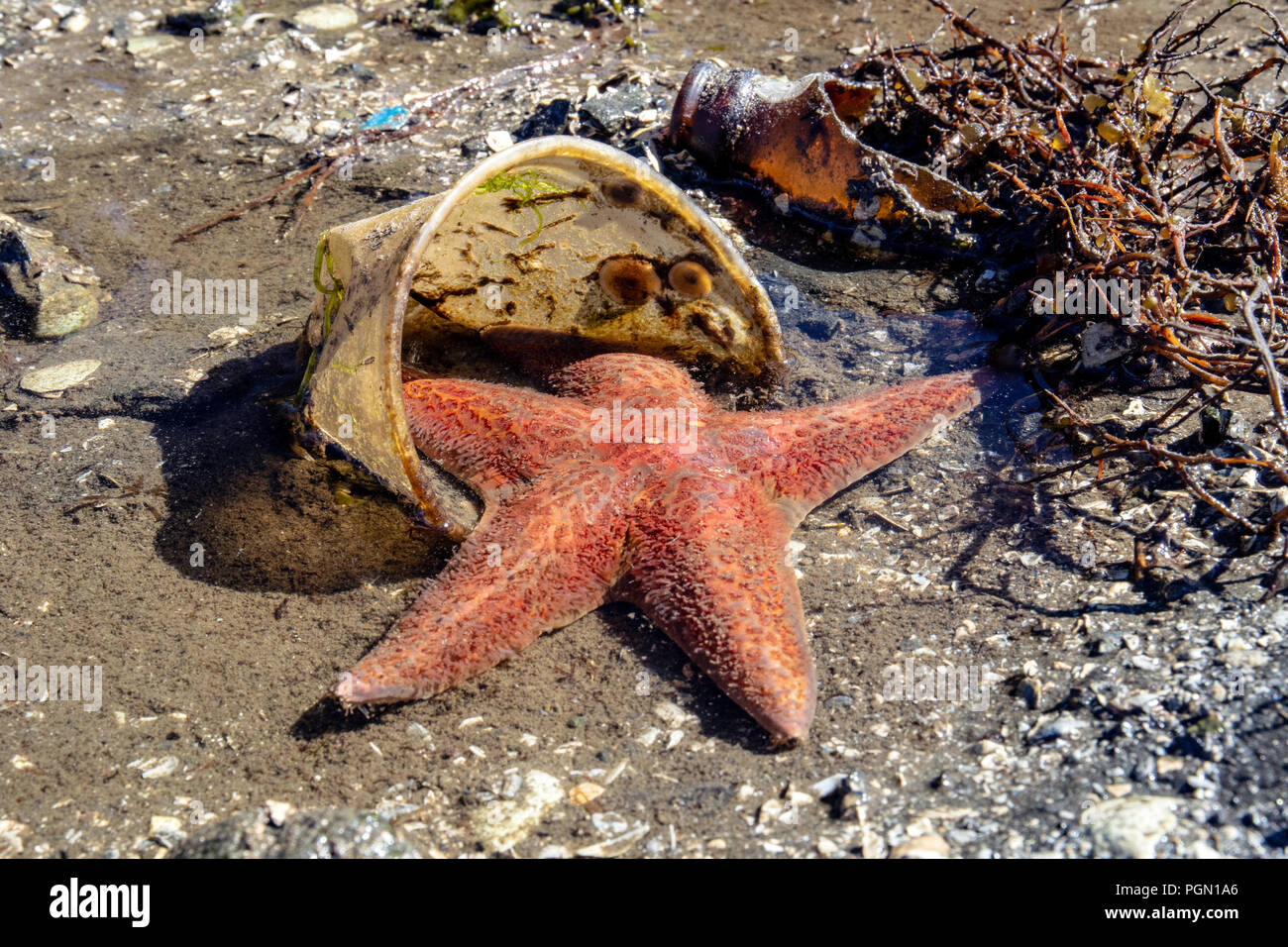 Sea Star verfangen in Schale aus Kunststoff mit Müll am Strand - Brentwood Bay, Saanich Peninsula, Vancouver Island, British Columbia, Kanada Stockfoto