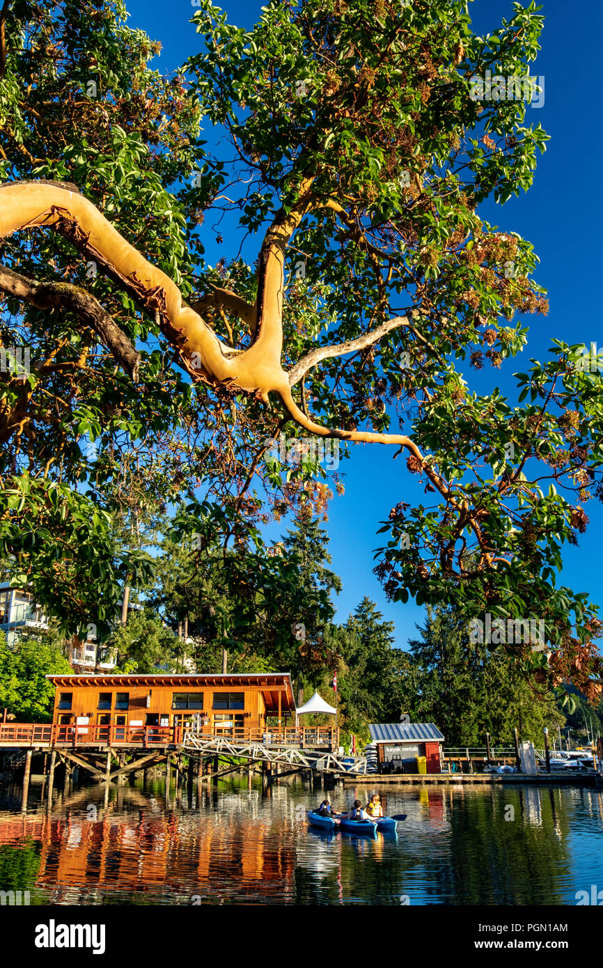 Arbutus Baum überhängenden Brentwood Bay, Saanich Peninsula, Vancouver Island, British Columbia, Kanada Stockfoto