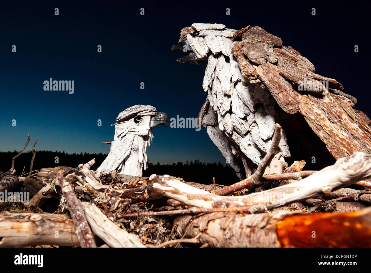 Osprey - Driftwood Kunst von Paul Lewis - esquimalt Lagune, Victoria, Vancouver Island, British Columbia, Kanada Stockfoto