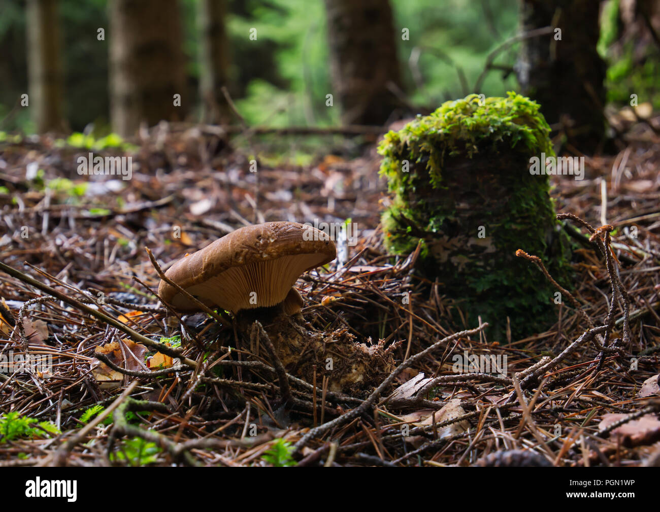 Eine braune Pilz steht im Wald neben einem alten bemoosten Baumstumpf gegen Hintergrund verschwommen Stockfoto