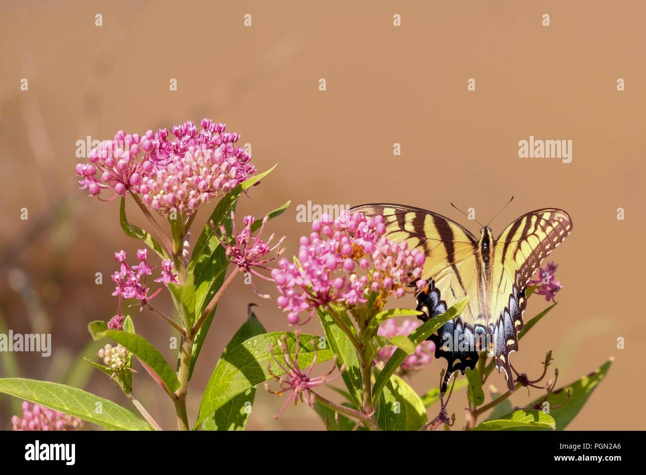 Blick von oben auf einen weiblichen Eastern Tiger Swallowtail butterfly Schlemmen auf süßen Nektar aus den Blüten von Swamp milkweed - Yates Mühle County Park in Raleig Stockfoto