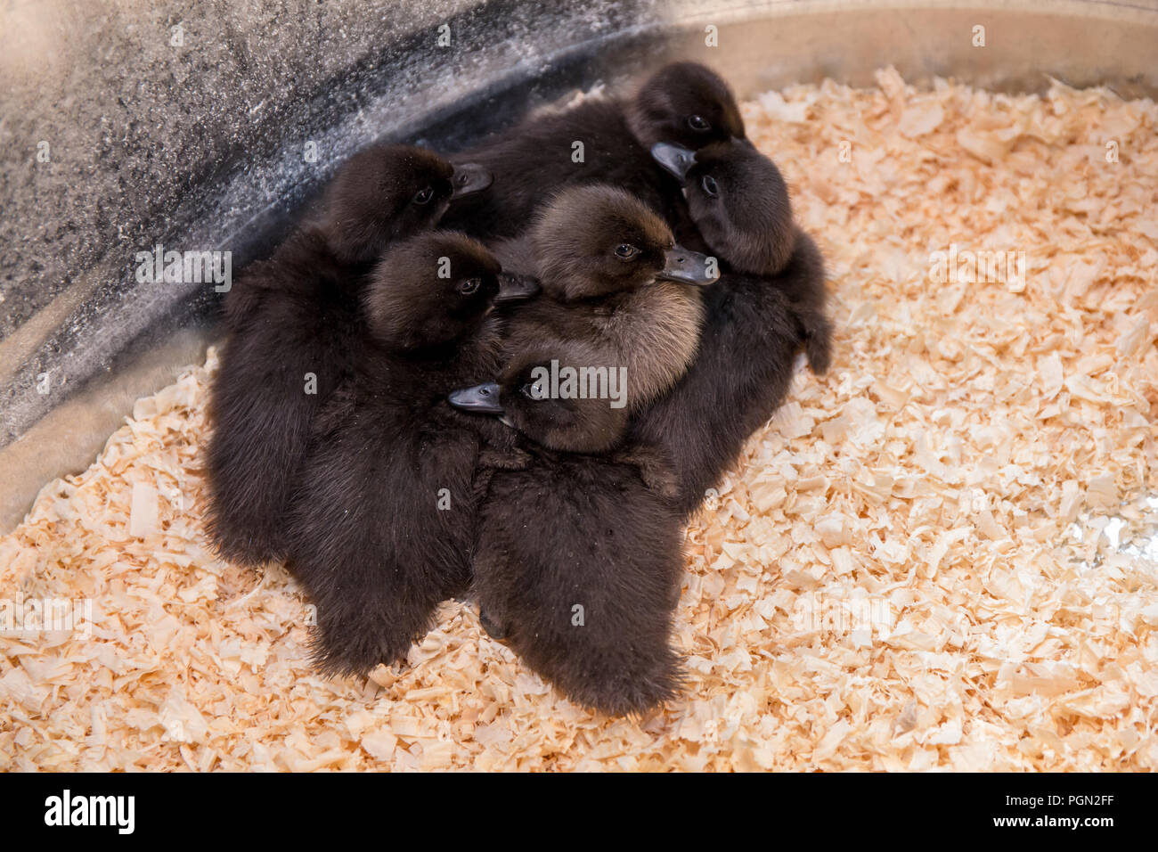 Cayuga Entenküken gepresst zusammen unter einer Wärmelampe für Wärme Stockfoto