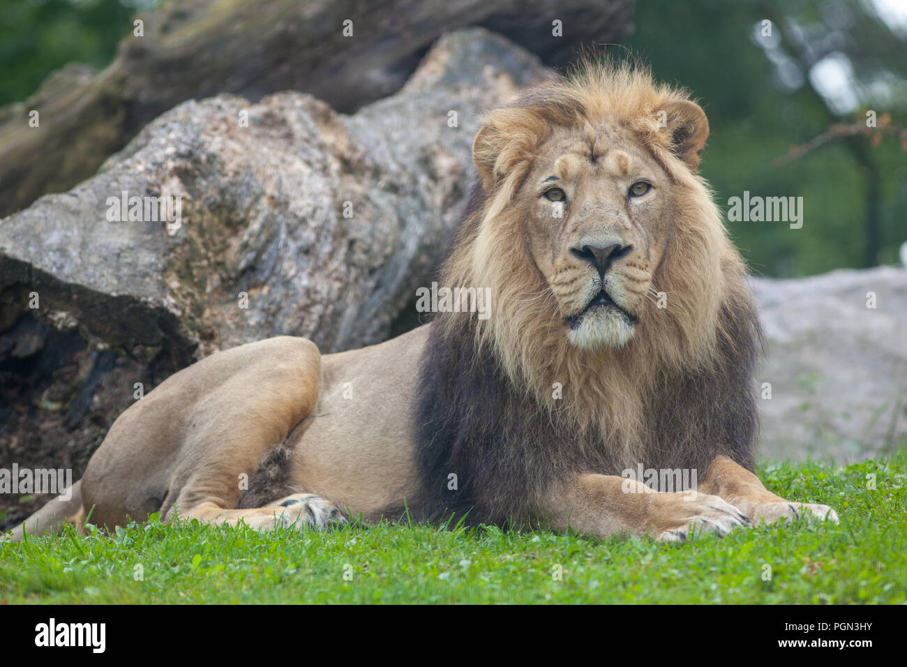 Asiatische Löwen, Asiatiskt lejon (Panthera leo persica) Stockfoto