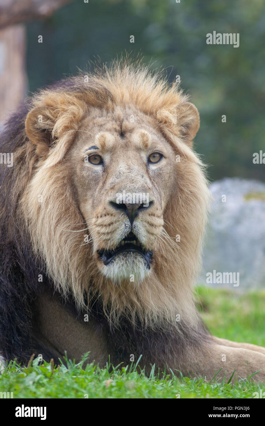 Asiatische Löwen, Asiatiskt lejon (Panthera leo persica) Stockfoto