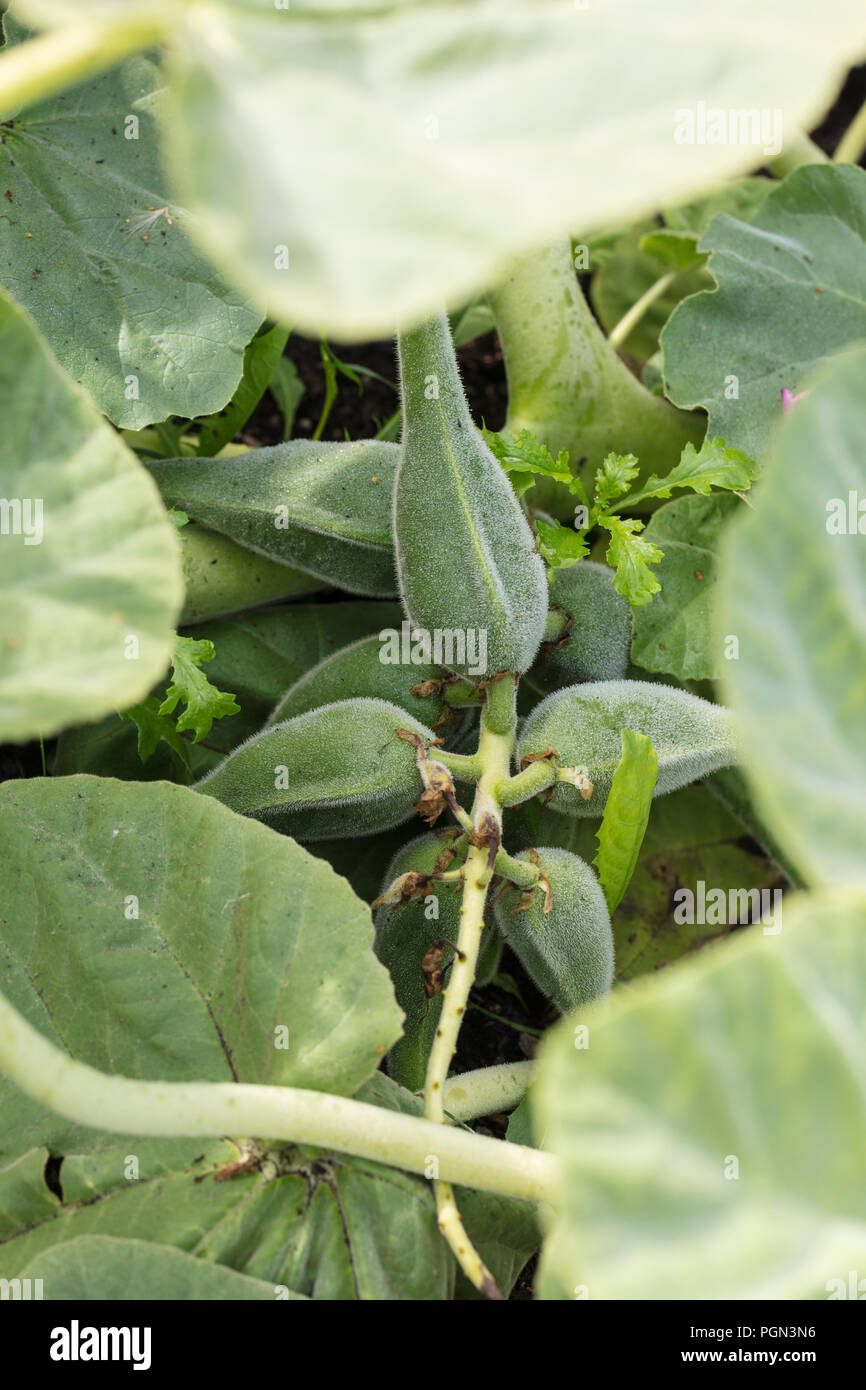 Gelb Einhorn - Pflanze, Gult Bockhorn (Ibicella lutea) Stockfoto