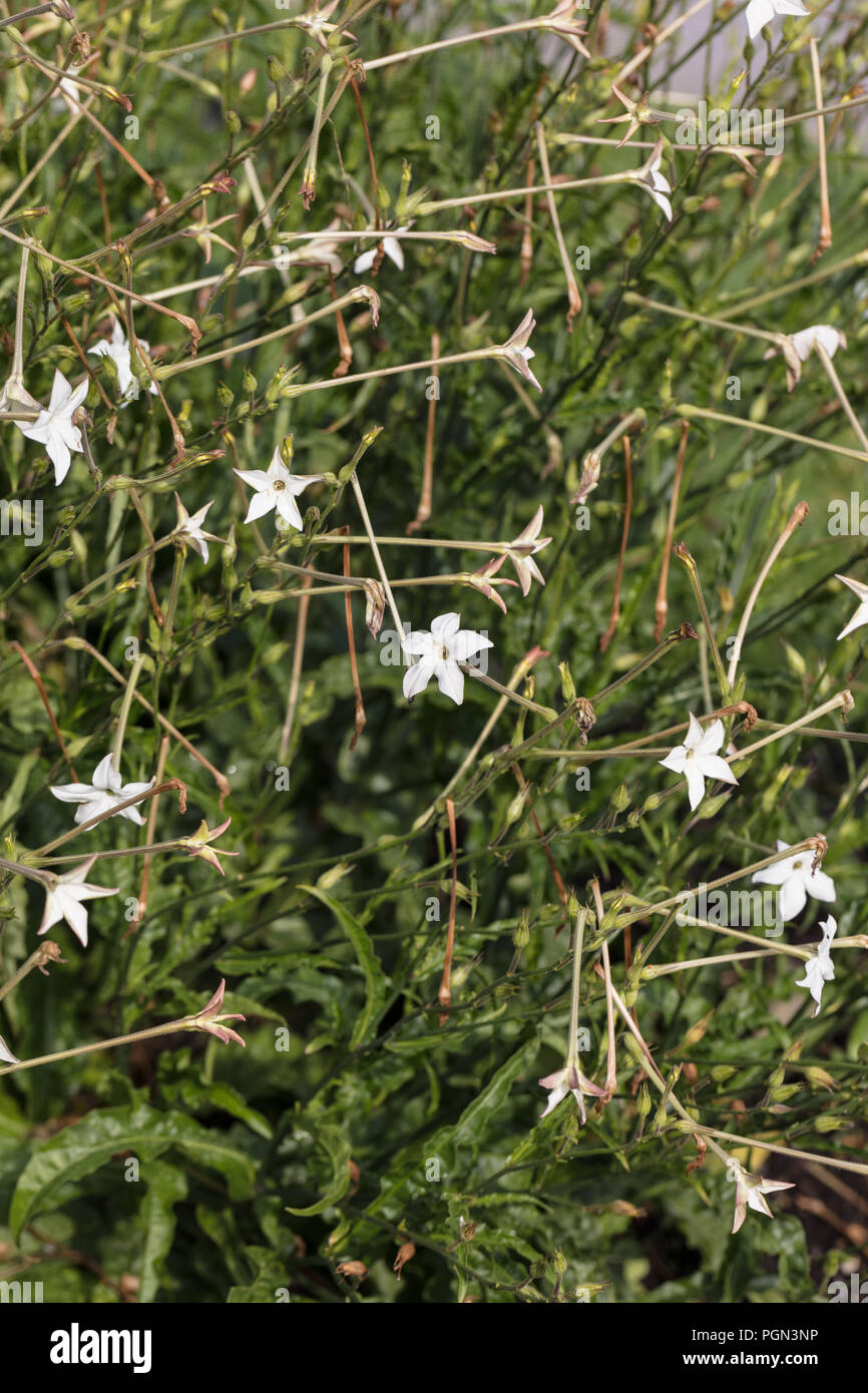 Jasmin Tabak, Stor blomstertobak (Nicotiana Alata) Stockfoto