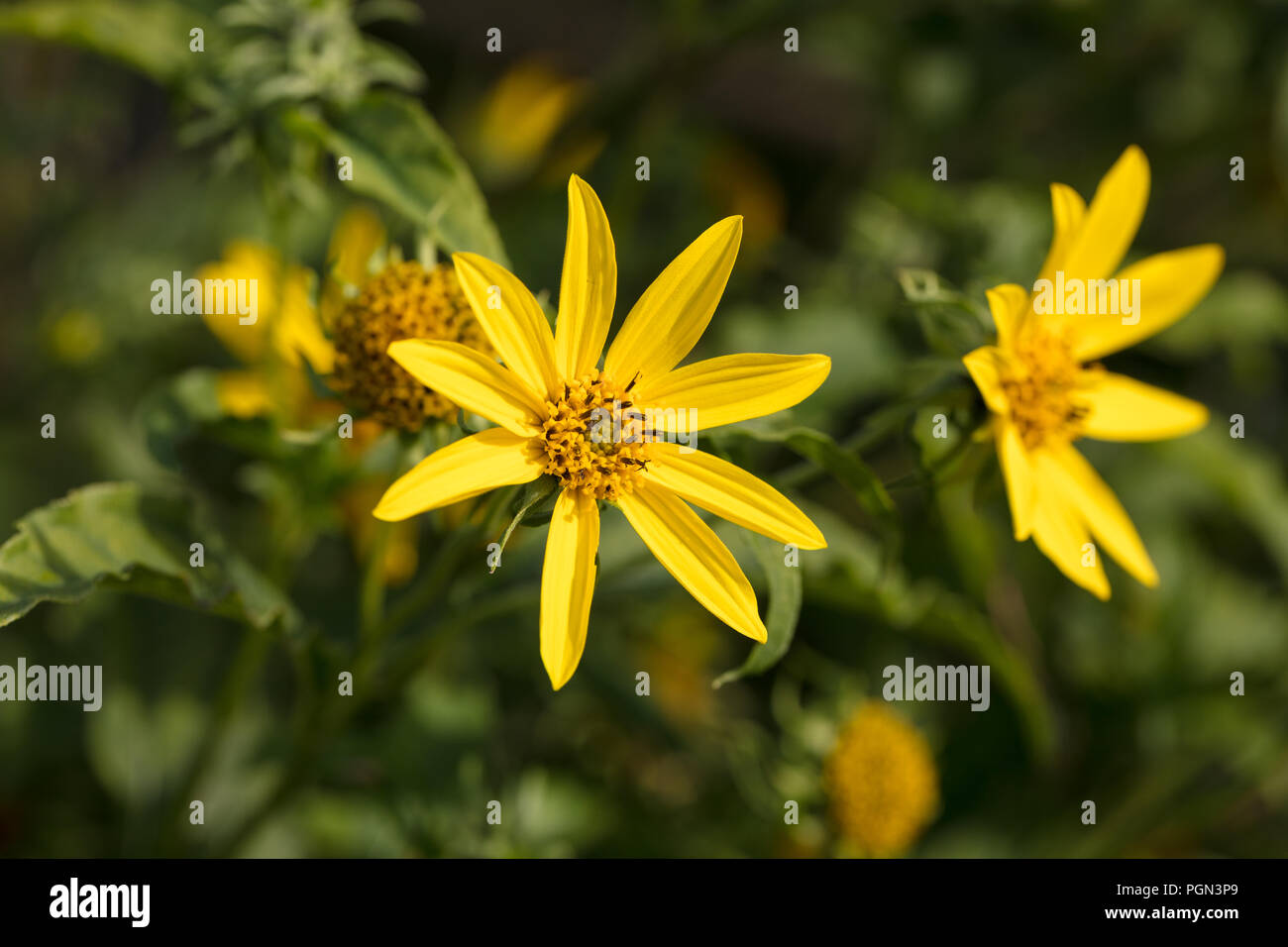 Topinambur, Jordärtskocka (Helianthus tuberosus) Stockfoto