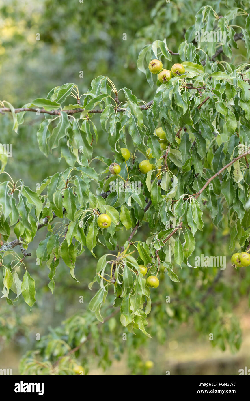 Oleaster - Blätterte Birne (Pyrus elaeagrifolia Gråbladigt päron) Stockfoto