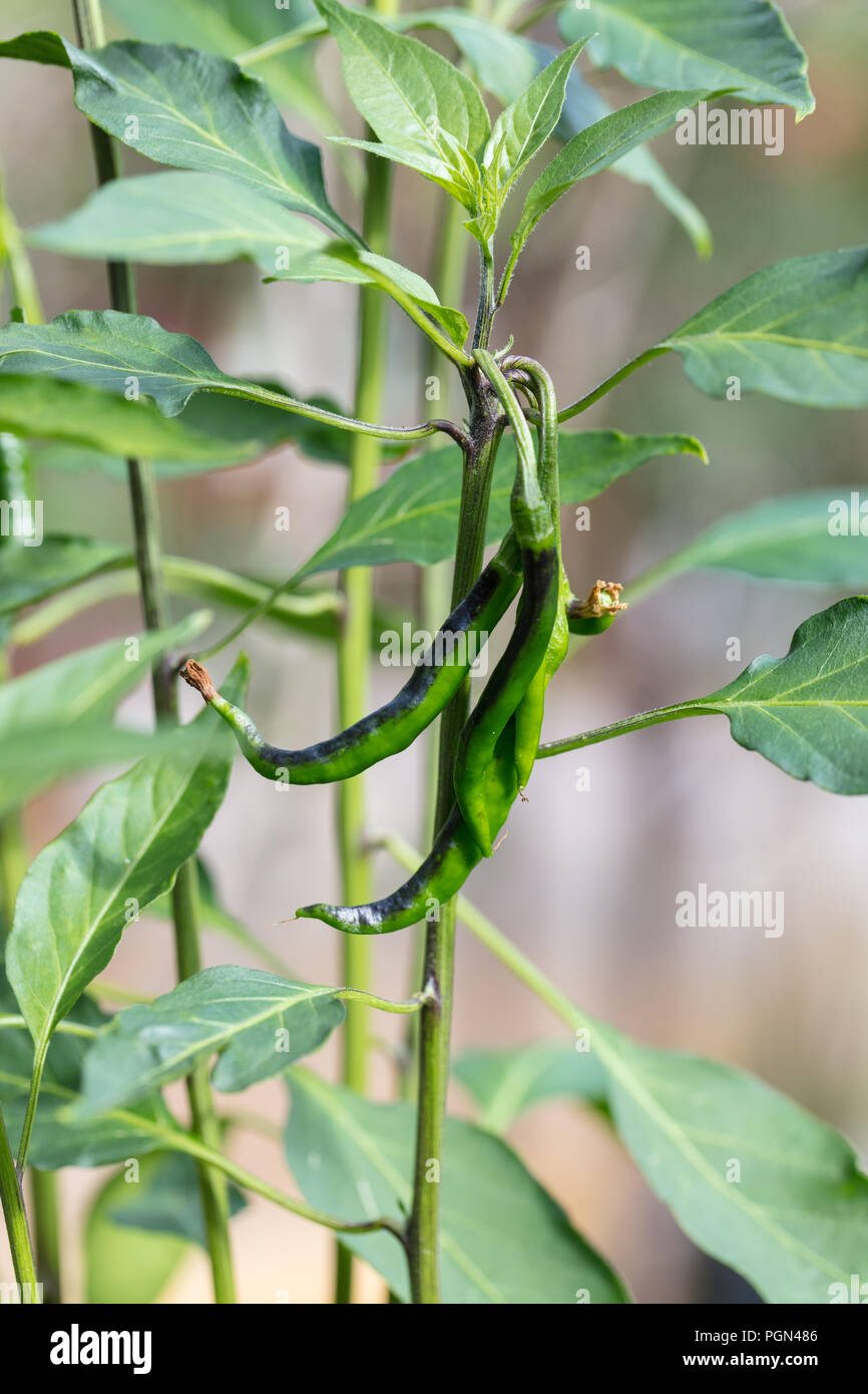"Piri Piri" Chili, Tabascopeppar (Capsicum frutescens) Stockfoto