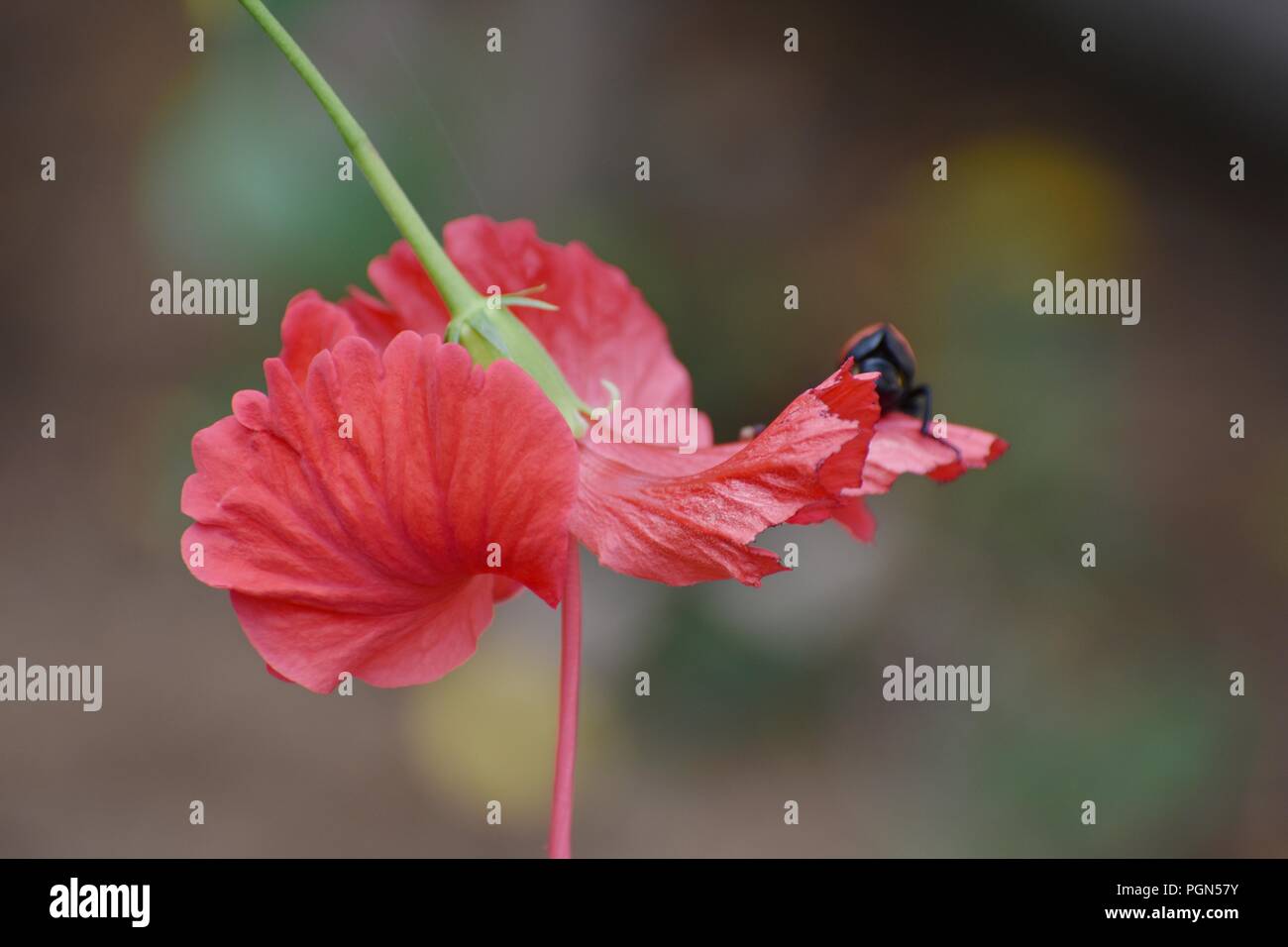 Rote Blume MIT FEHLER Stockfoto