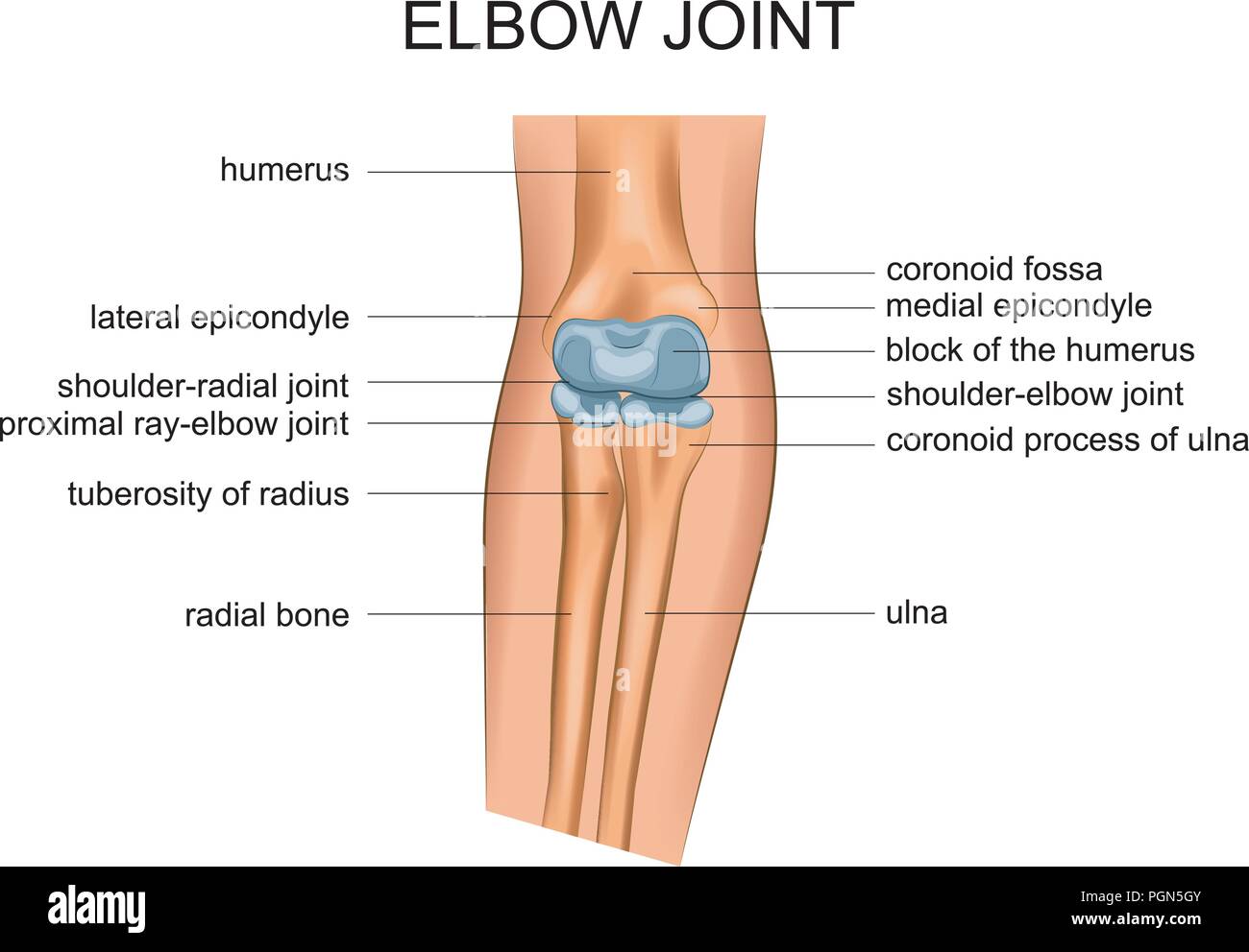 Vector Abbildung der Anatomie des Ellbogengelenks Stock Vektor