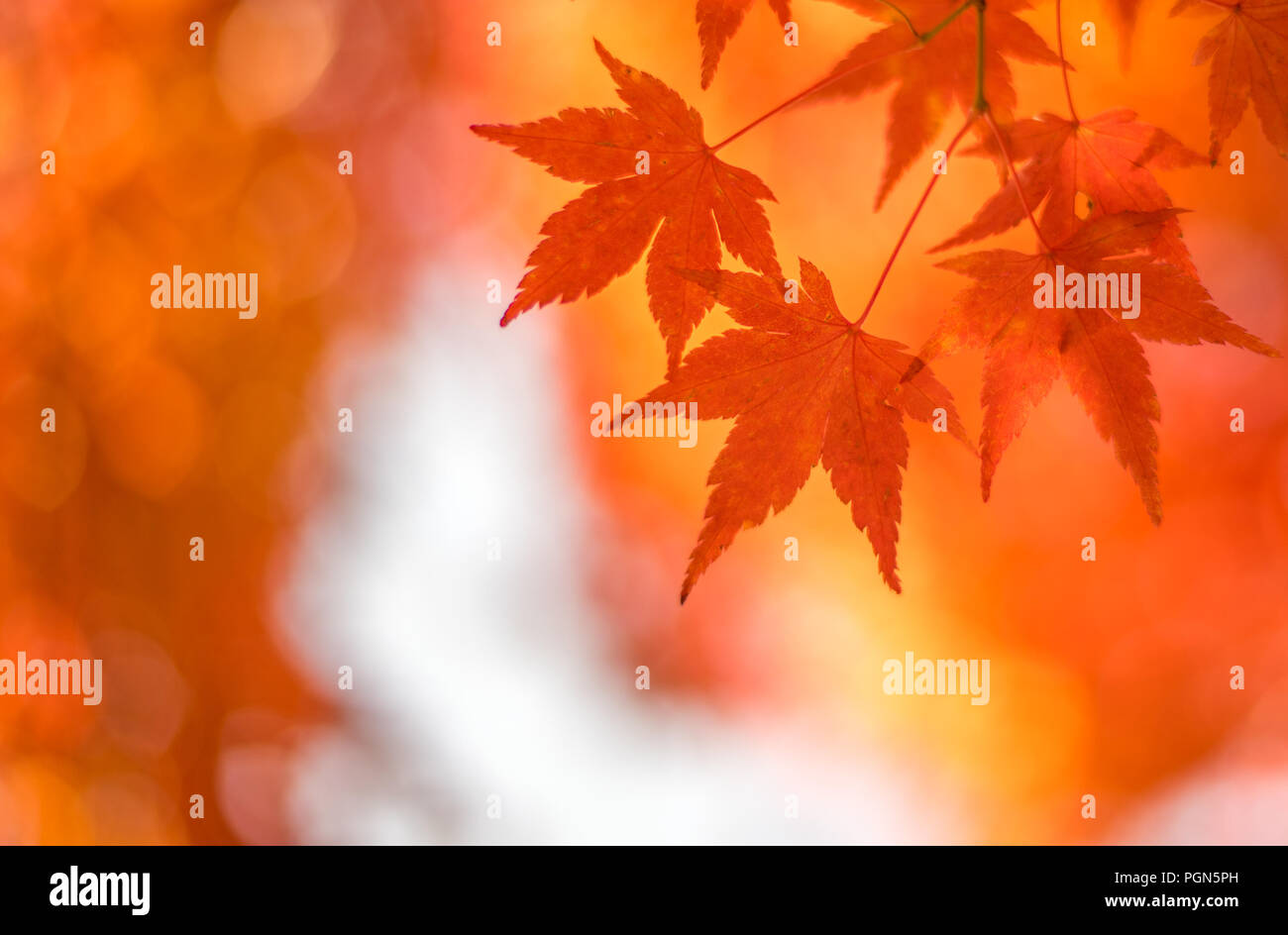 Herbstliche Hintergrund, leicht defokussiert rote Ahornblätter Stockfoto