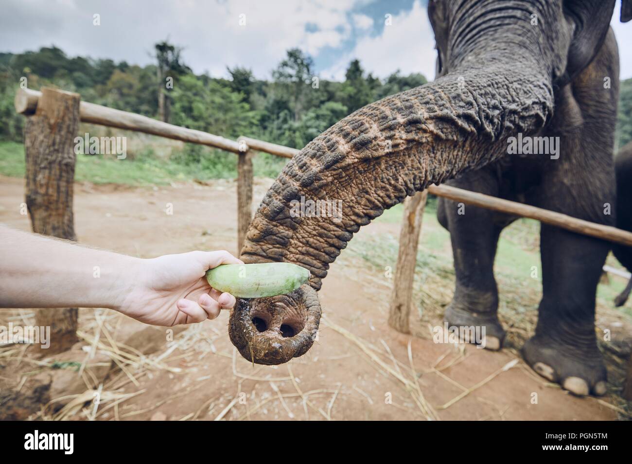 Hand mit Bananen füttern Elefanten. Provinz Chiang Mai, Thailand. Stockfoto