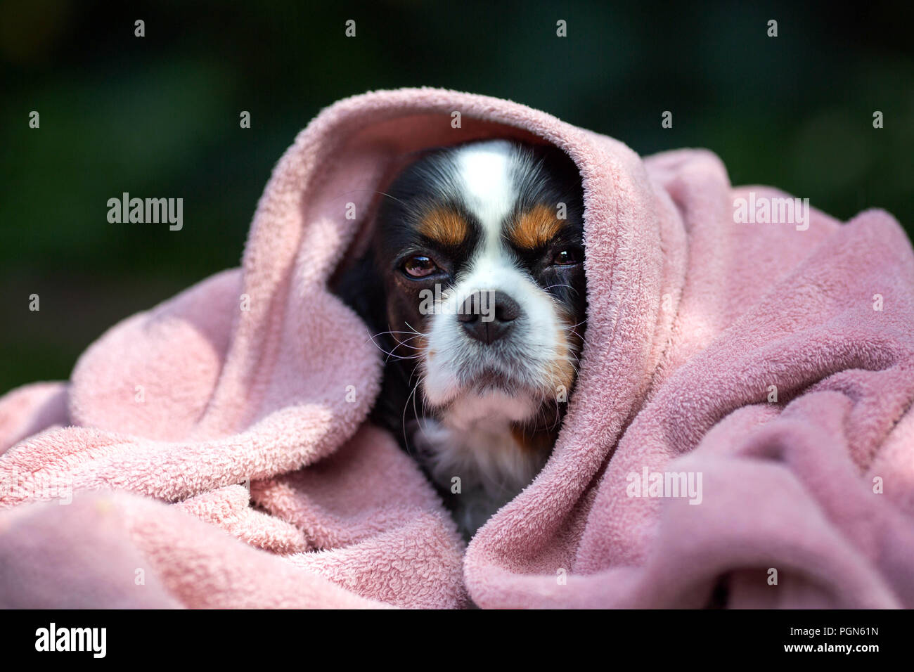 Süßer Hund entspannen unter der warmen Decke Stockfoto