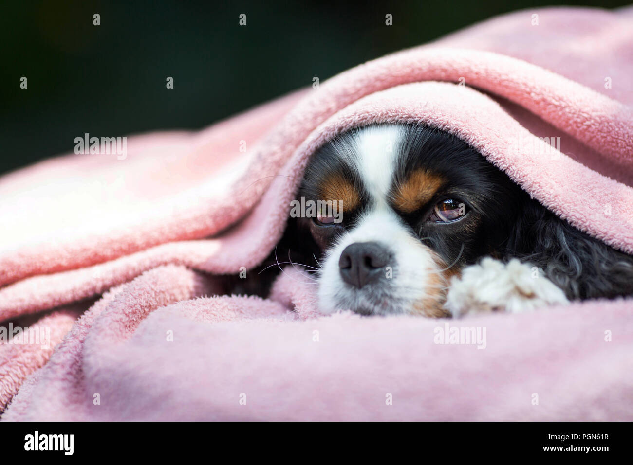 Süßer Hund entspannen unter der warmen Decke Stockfoto