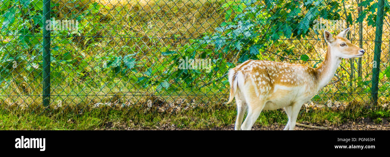 Junge Braune doe mit weißen Punkten niedliche Banner Stockfoto