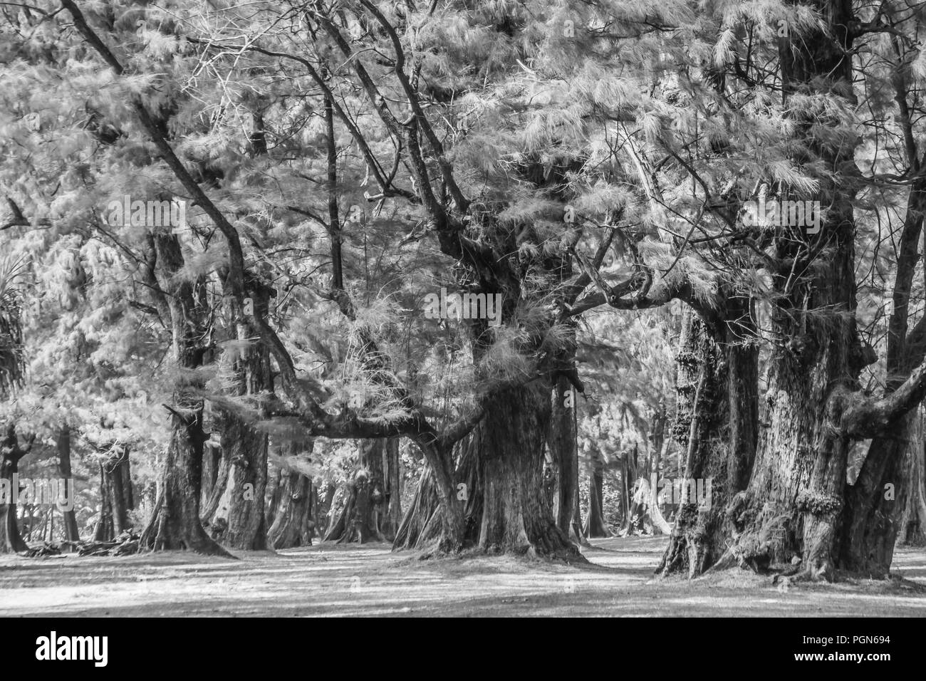 Evergreen Casuarina equisetifolia (Gemeinsame ironwood) Wald Baum an Naiyang-strand bearby Flughafen Phuket, Thailand. Stockfoto