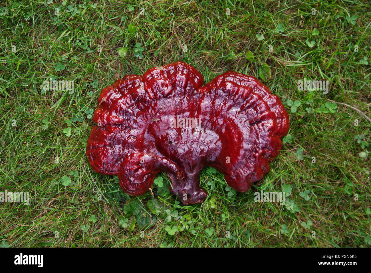 Wild Reishi Pilz (Ganoderma Tsugae) auf einem Hemlock Baum. Diese heilpflanze ist für sein Immunsystem unterstützenden Eigenschaften und Vorteile bekannt. Stockfoto